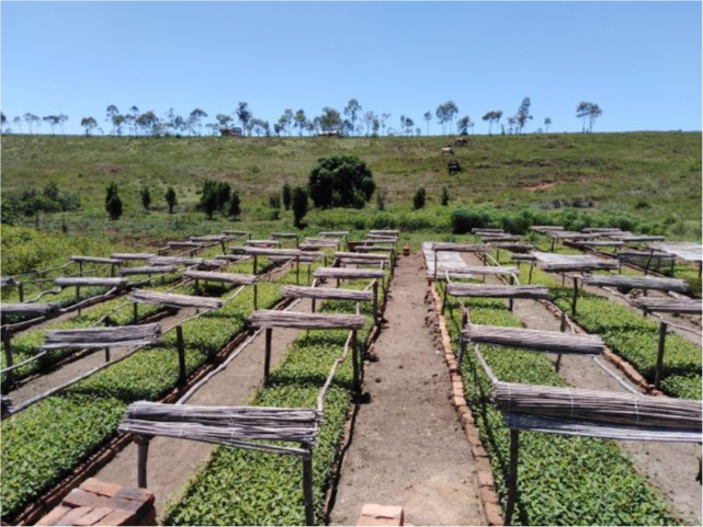 Page Reforestation - Specific Projects